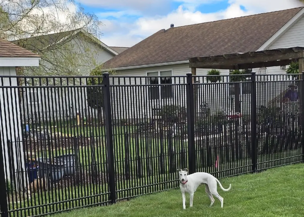 dog inside 6ft aluminum fence with double picket spacing