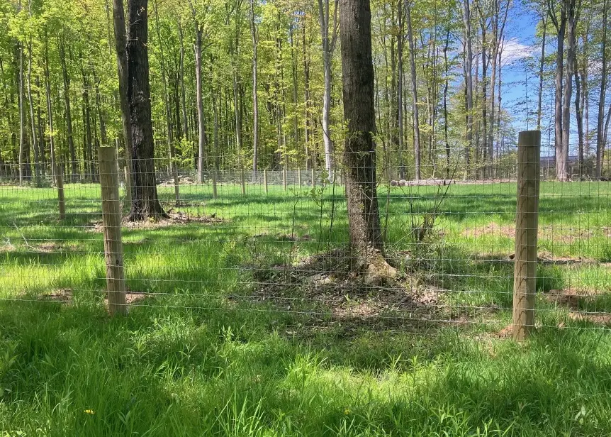 2x4 no climb fence blending into landscape